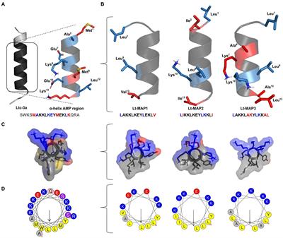 First generation of multifunctional peptides derived from latarcin-3a from Lachesana tarabaevi spider toxin